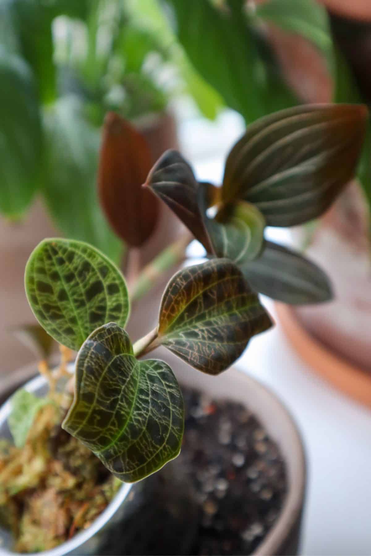 Jewel orchids in pots 