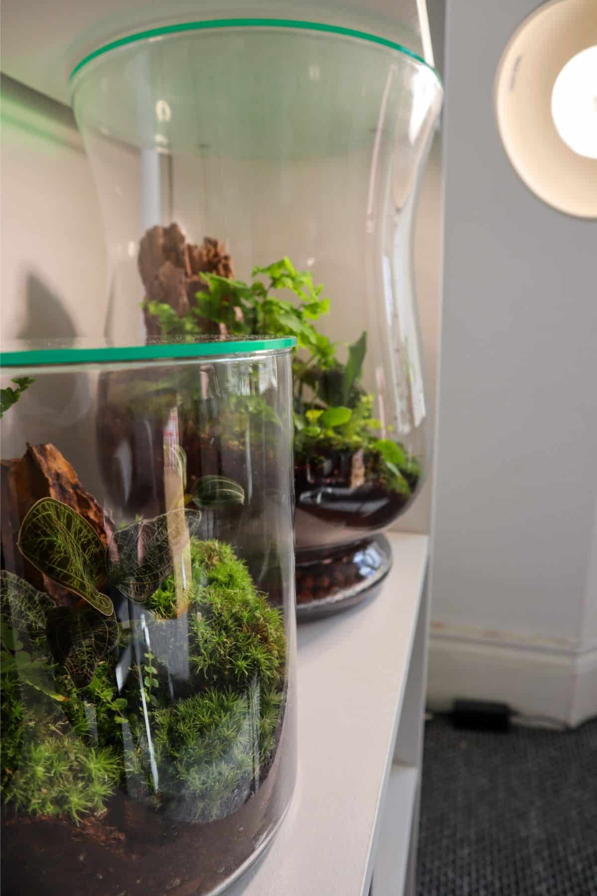 two closed terrariums under a grow light