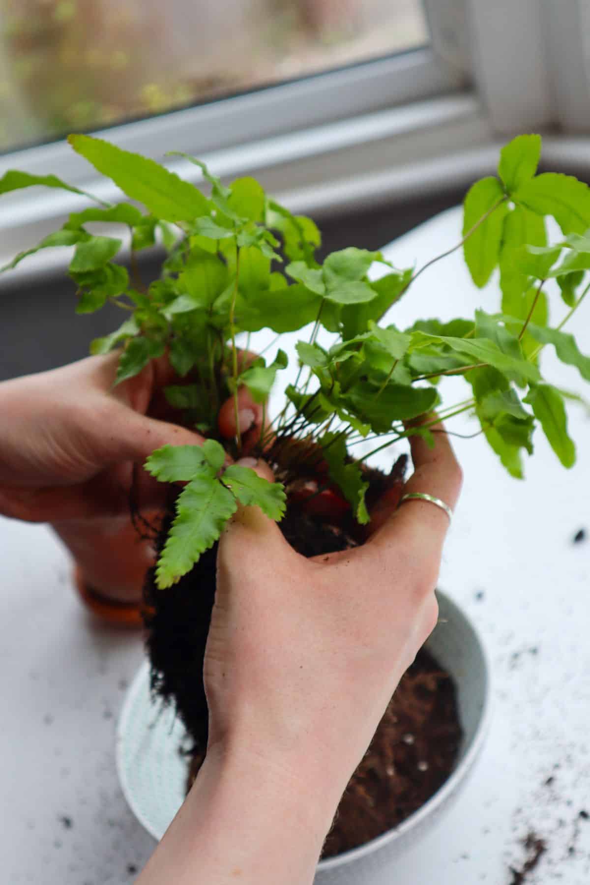 dividing pteris cretica with fingers