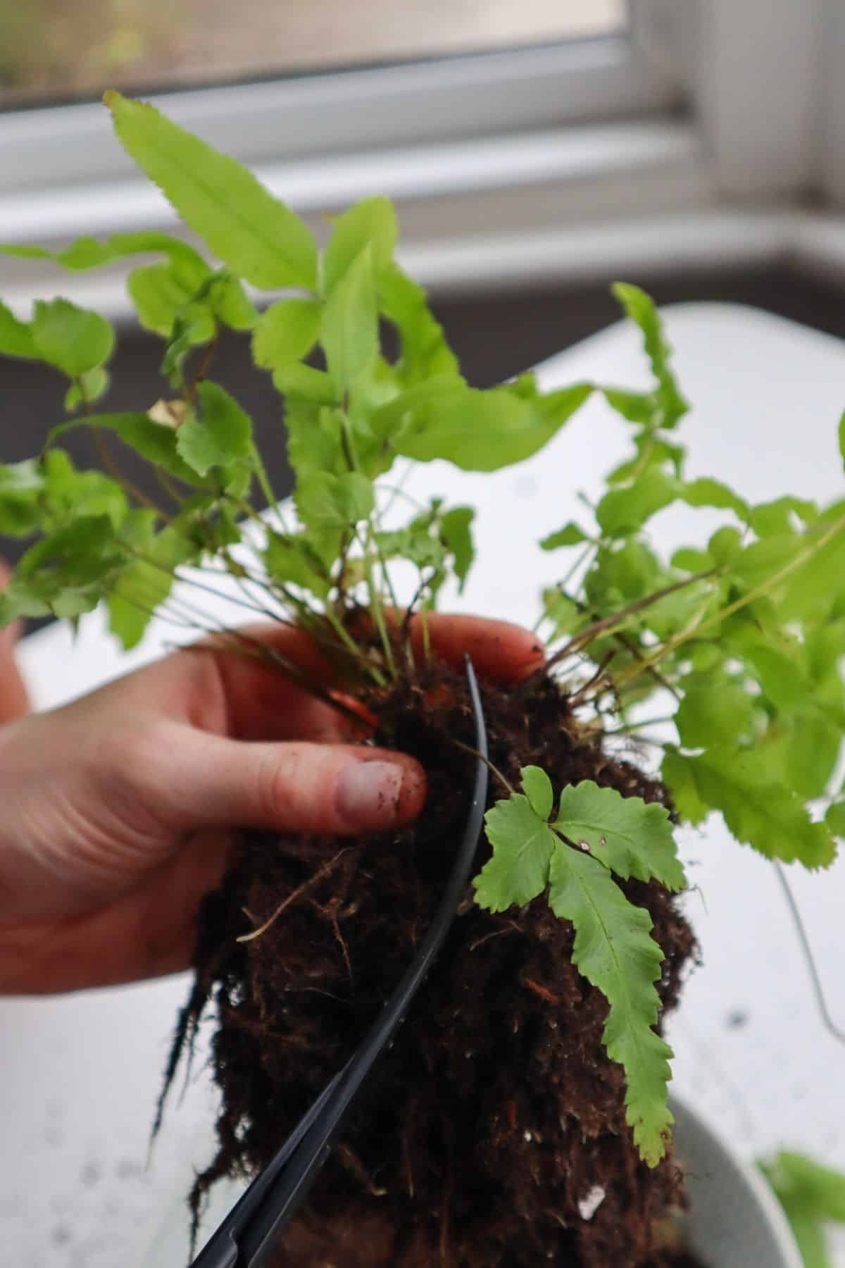 cutting through pteris cretica roots with scissors