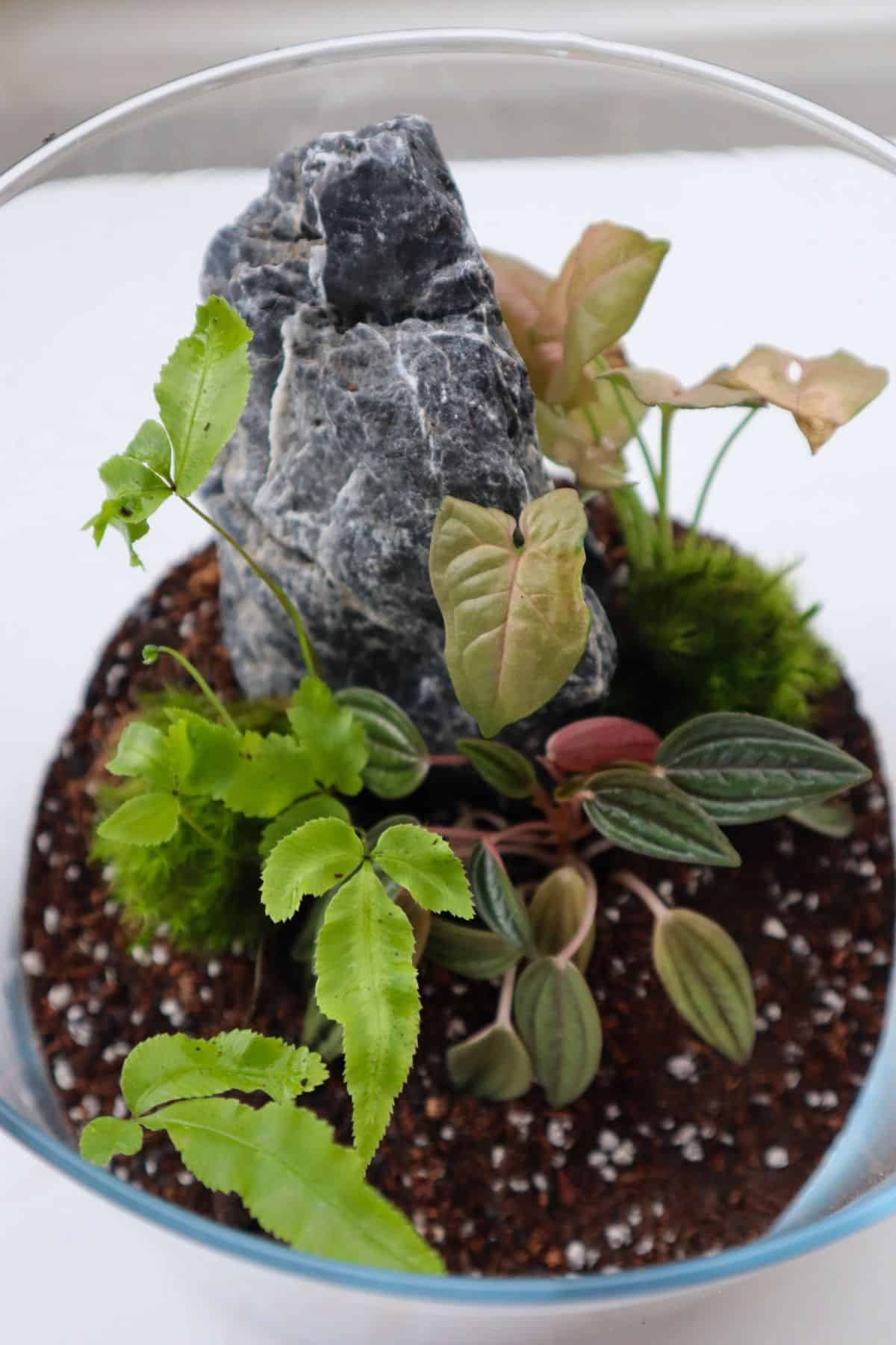 pteris cretica in terrarium build with syngonium and peperomia 