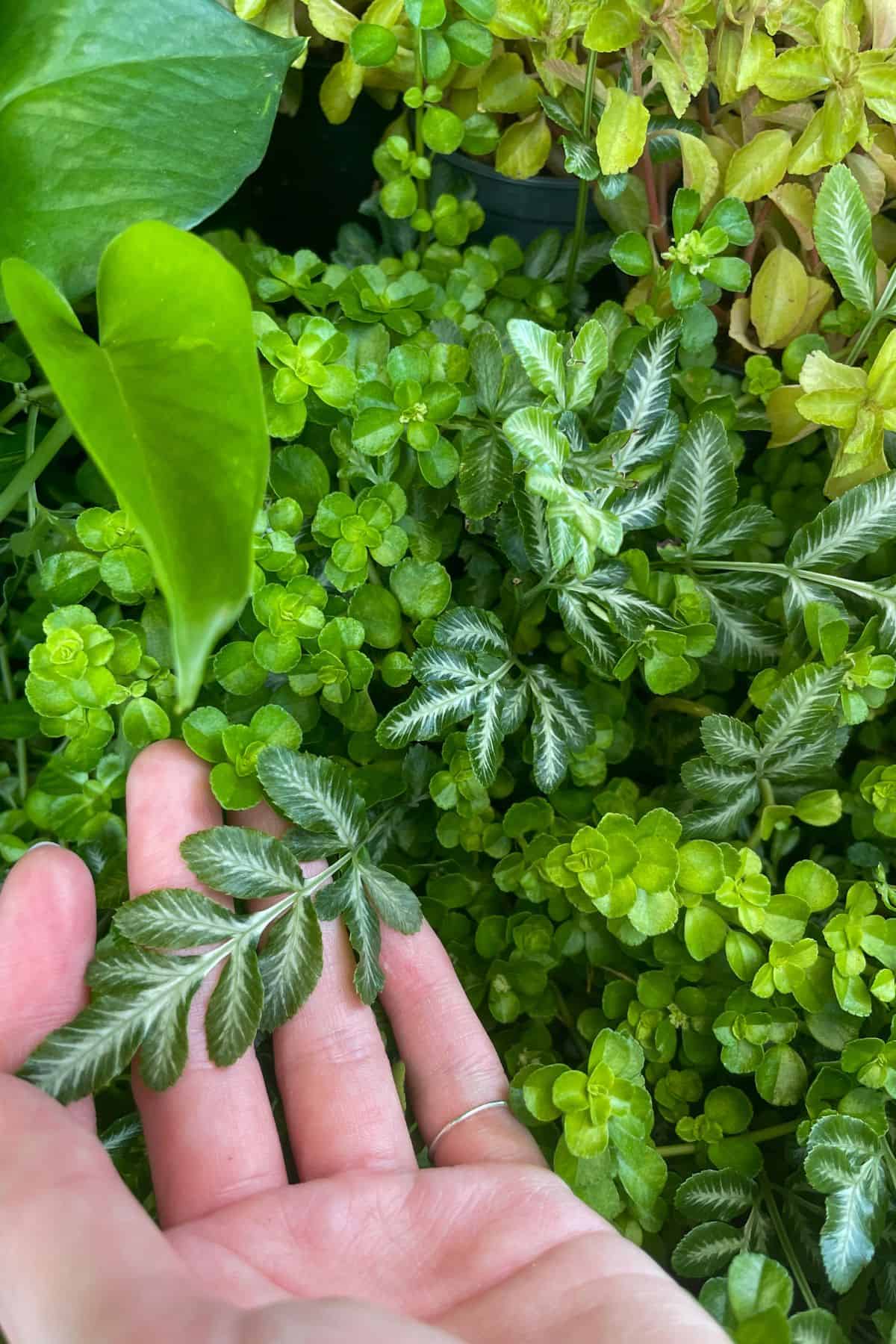 pteris ensiformis at plant market with other plants in background