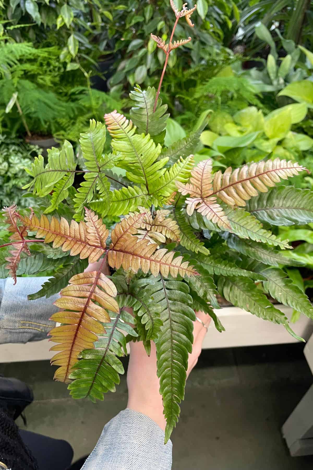 pteris quadriaurita tricolor at plant market with bronze fronds