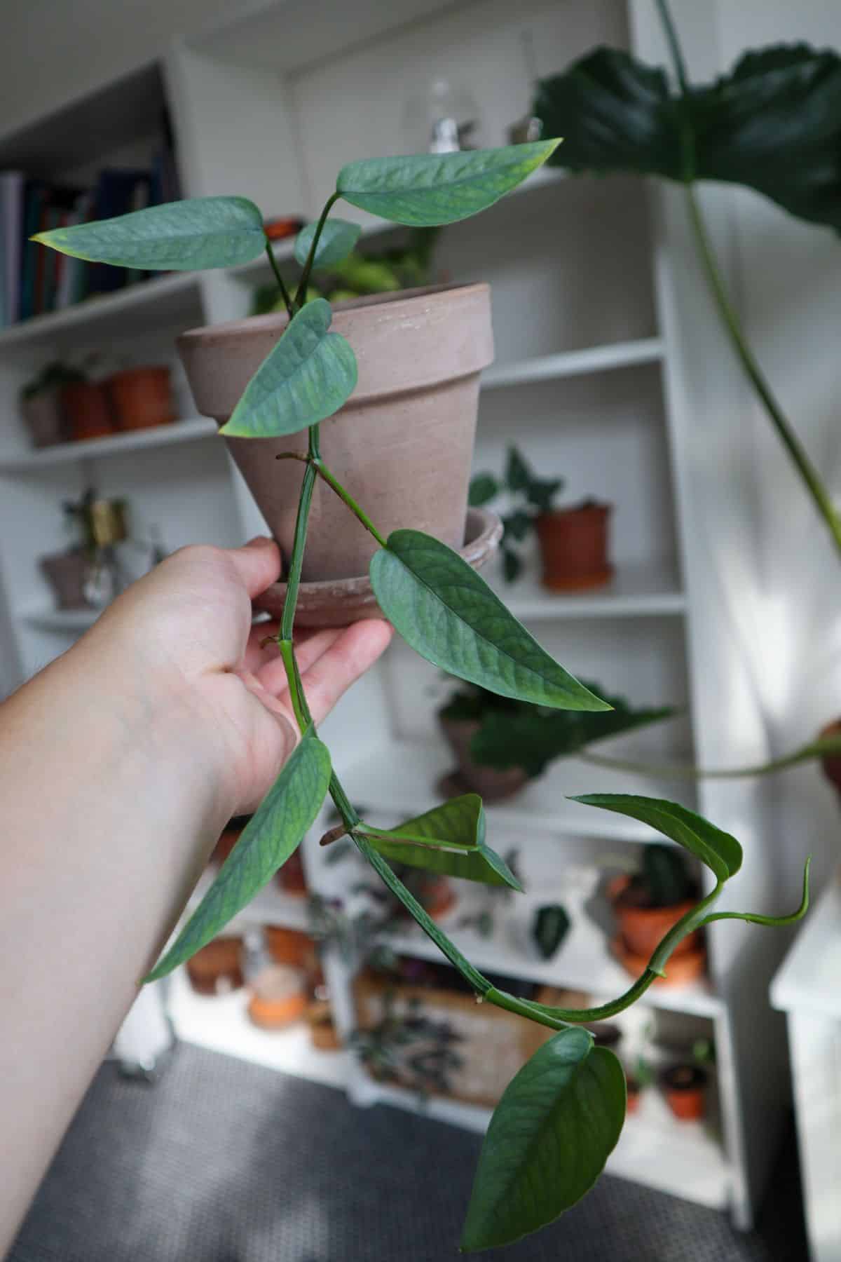 Hand holding a trailing cebu blue pothos