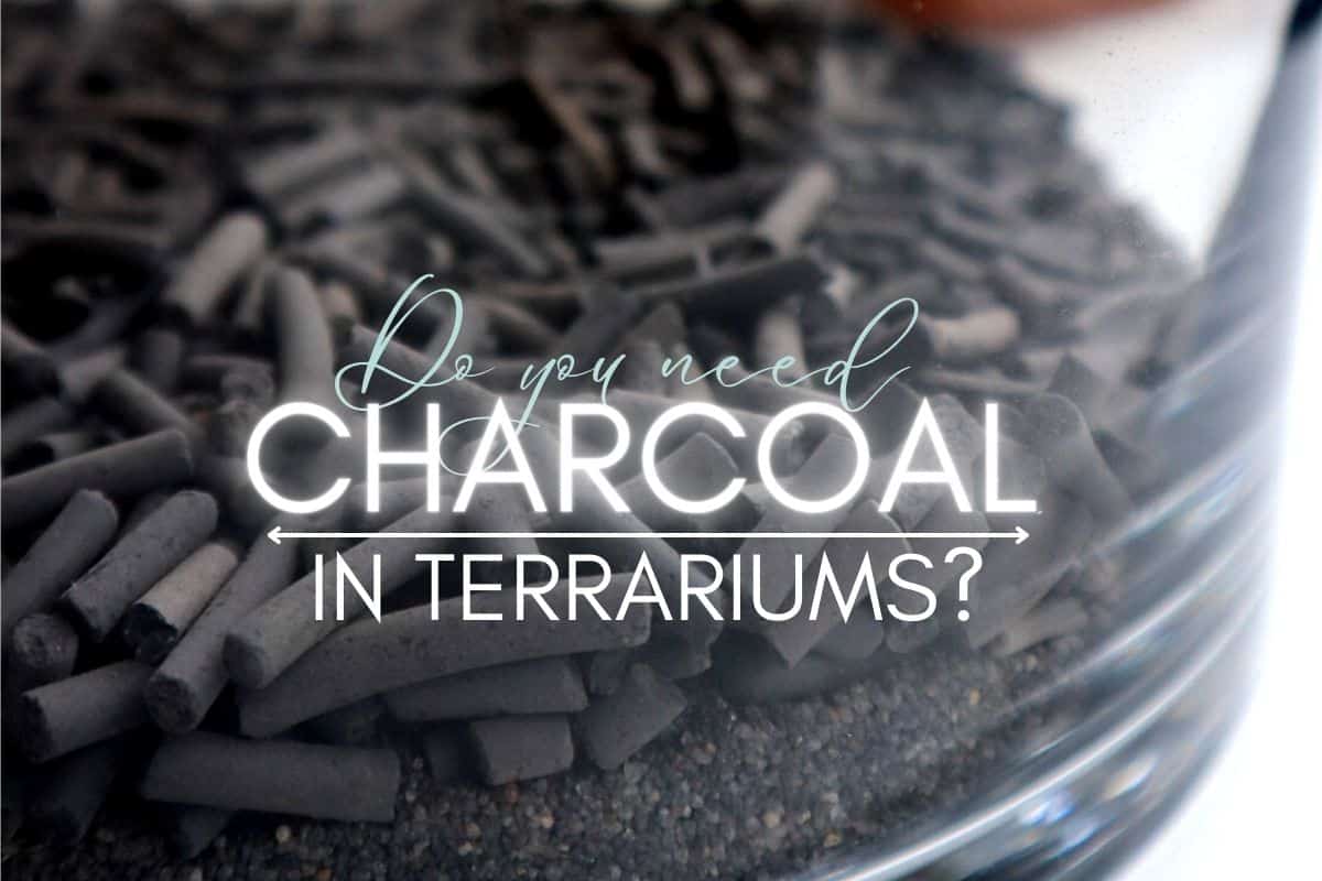 charcoal in terrarium