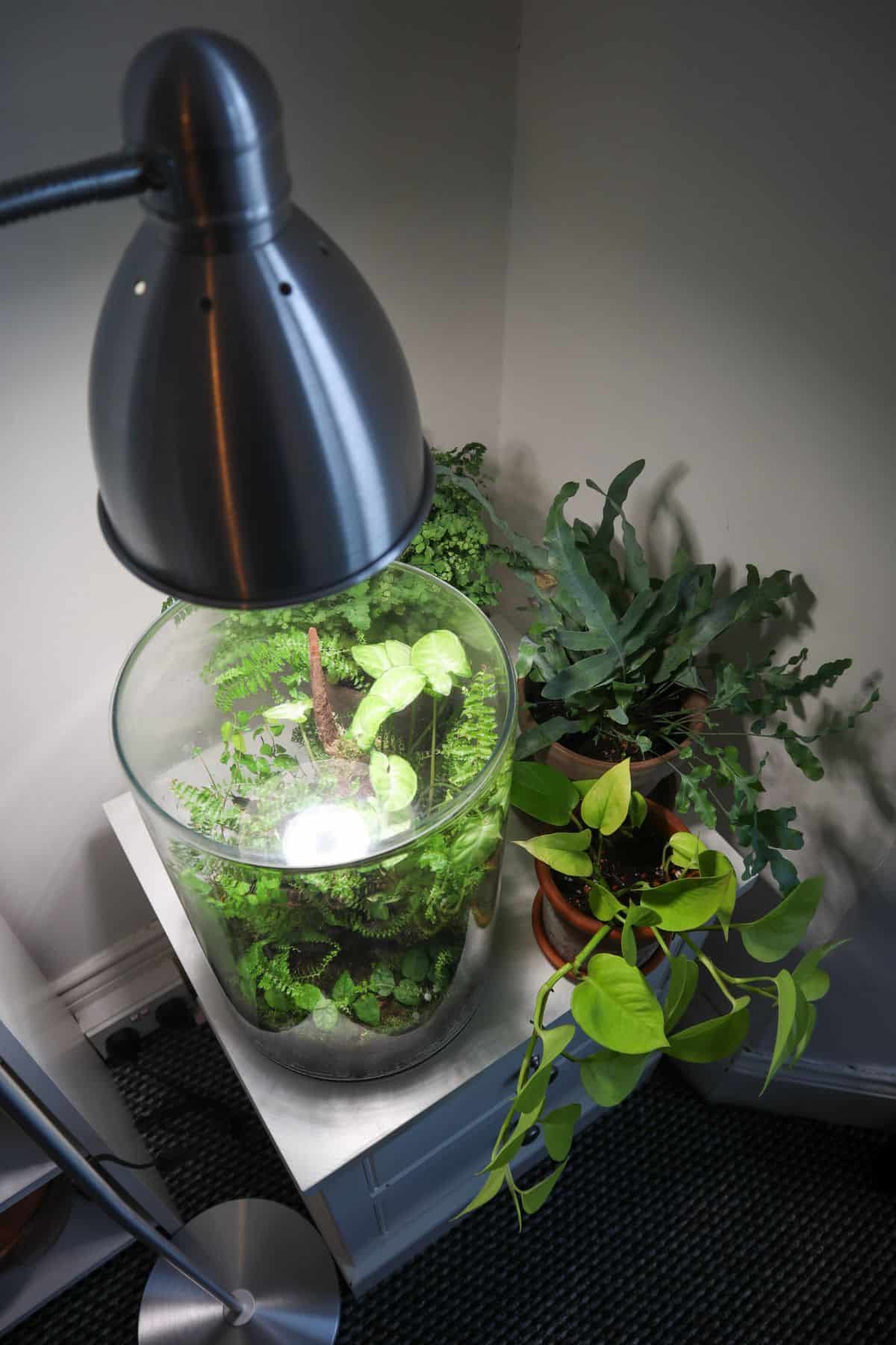 Closed terrarium under a grow light next to other tropical plants