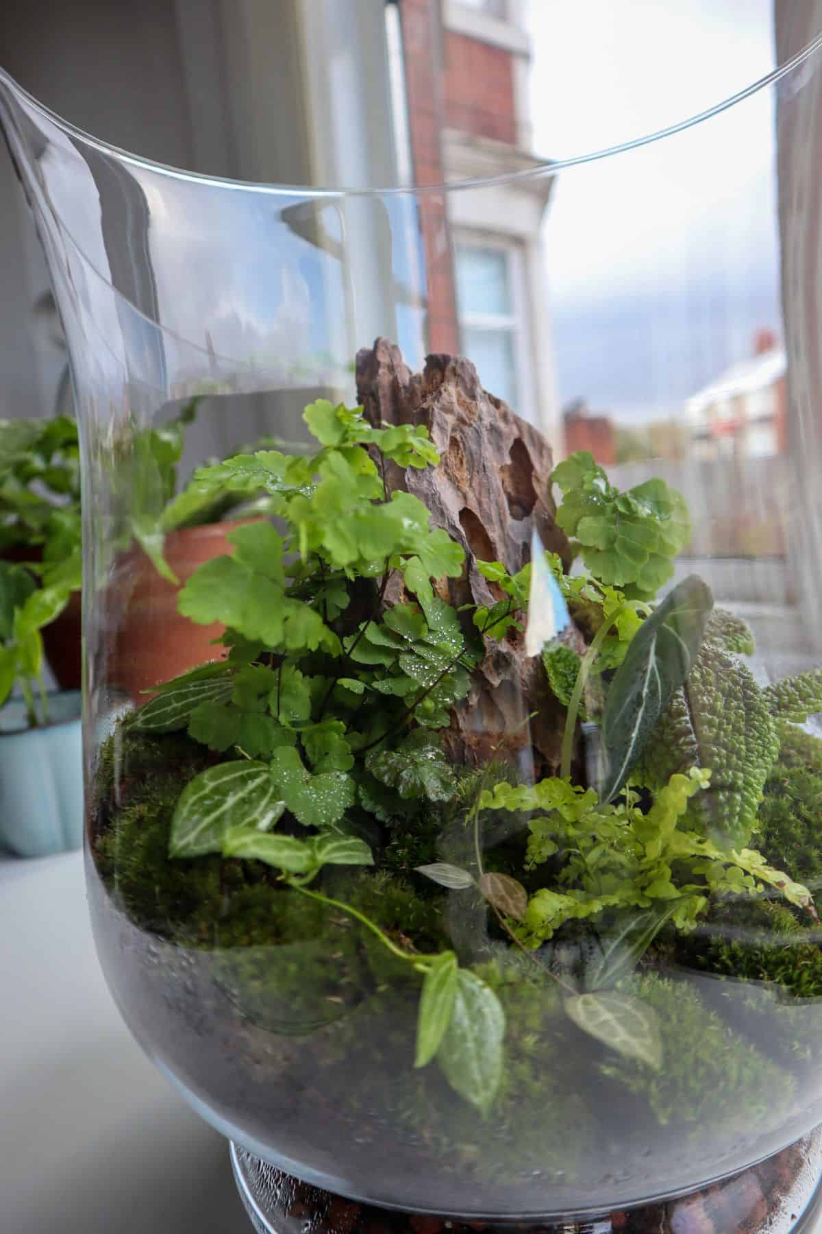 Closed terrarium with ferns, tropical plants and moss