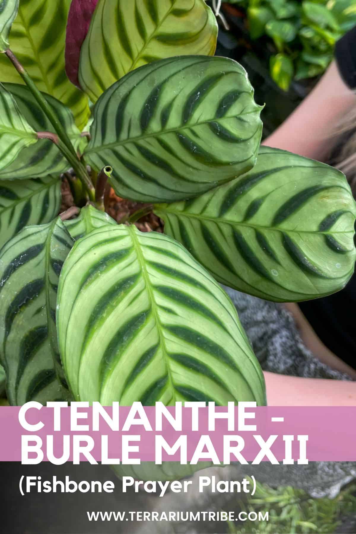 The Amazing Fishbone Prayer Plant: A Complete Care Guide - Ames Farm Center