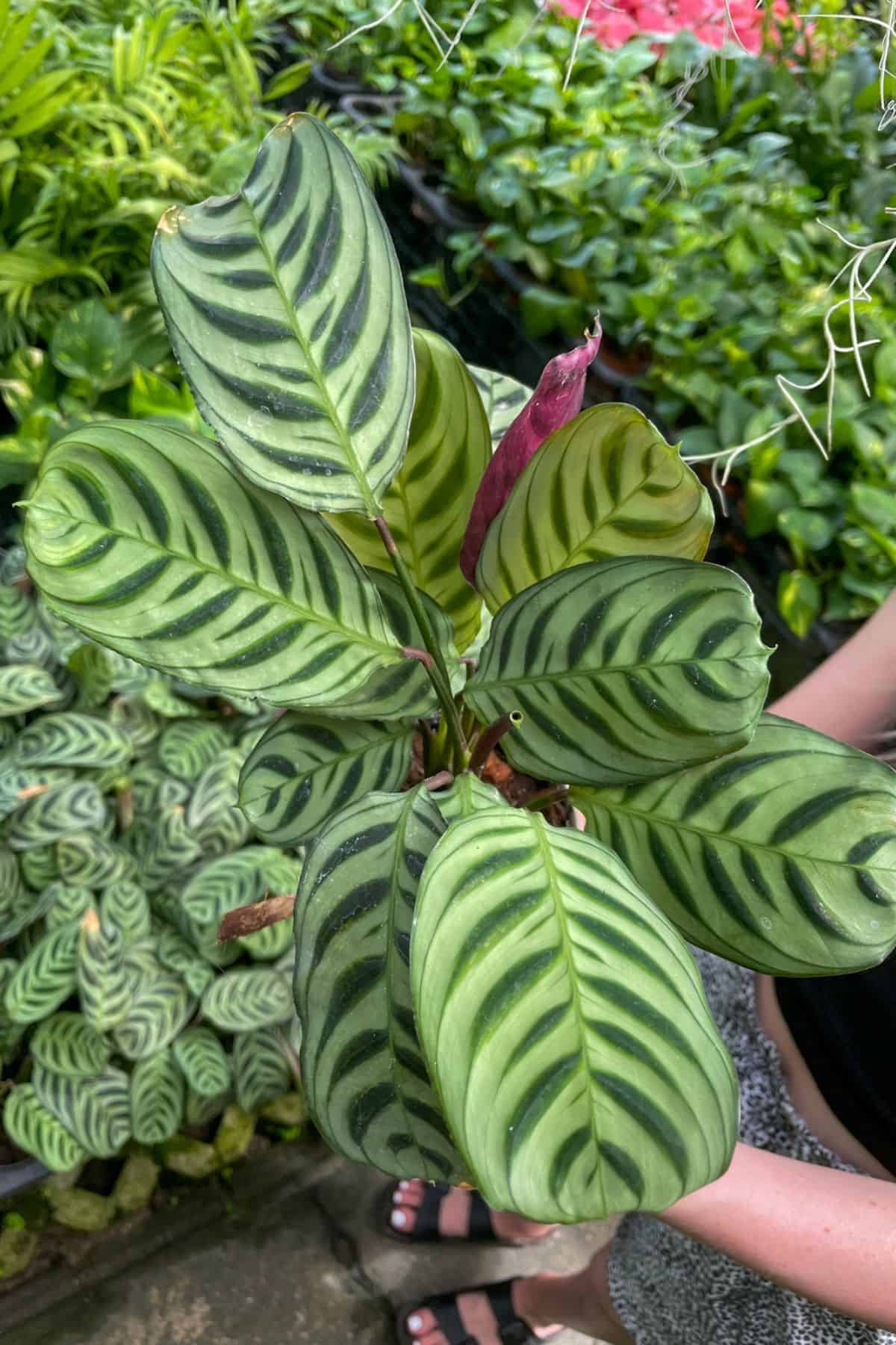 Ctenanthe burle marxii (Fishbone Prayer Plant) in a pot