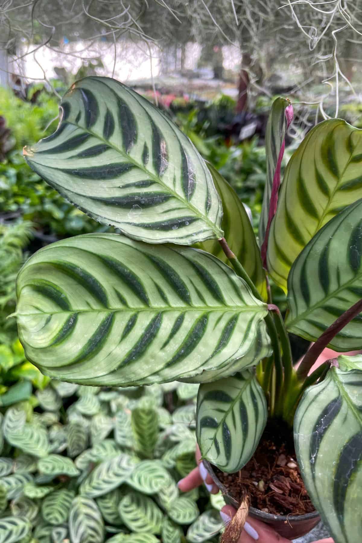 Ctenanthe burle-marxii (Fishbone Prayer Plant) Complete Care