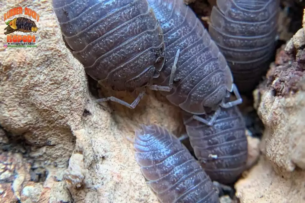 "Giant Canyon" Isopods (Porcellio dilatatus) 10 Count