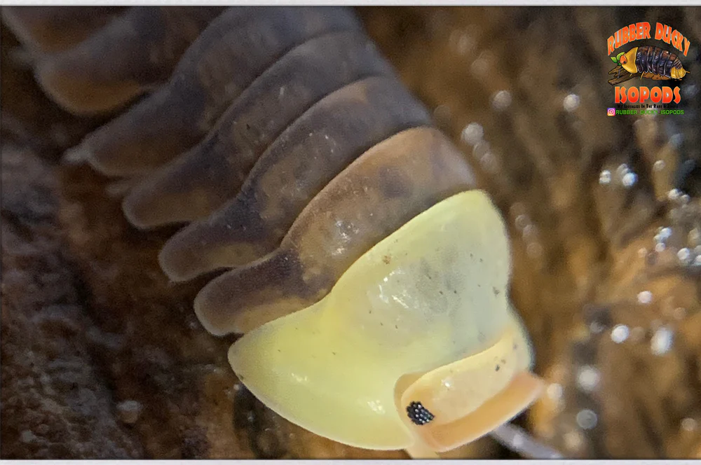 Official Rubber Ducky Isopods Care Guide 2022