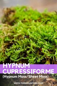 Hypnum Cupressiforme (Sheet Moss/Hypnum Moss))