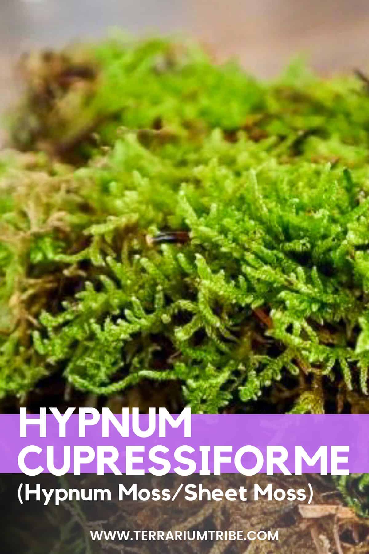 https://terrariumtribe.com/terrarium-plants/hypnum-cupressiforme-sheet-moss/