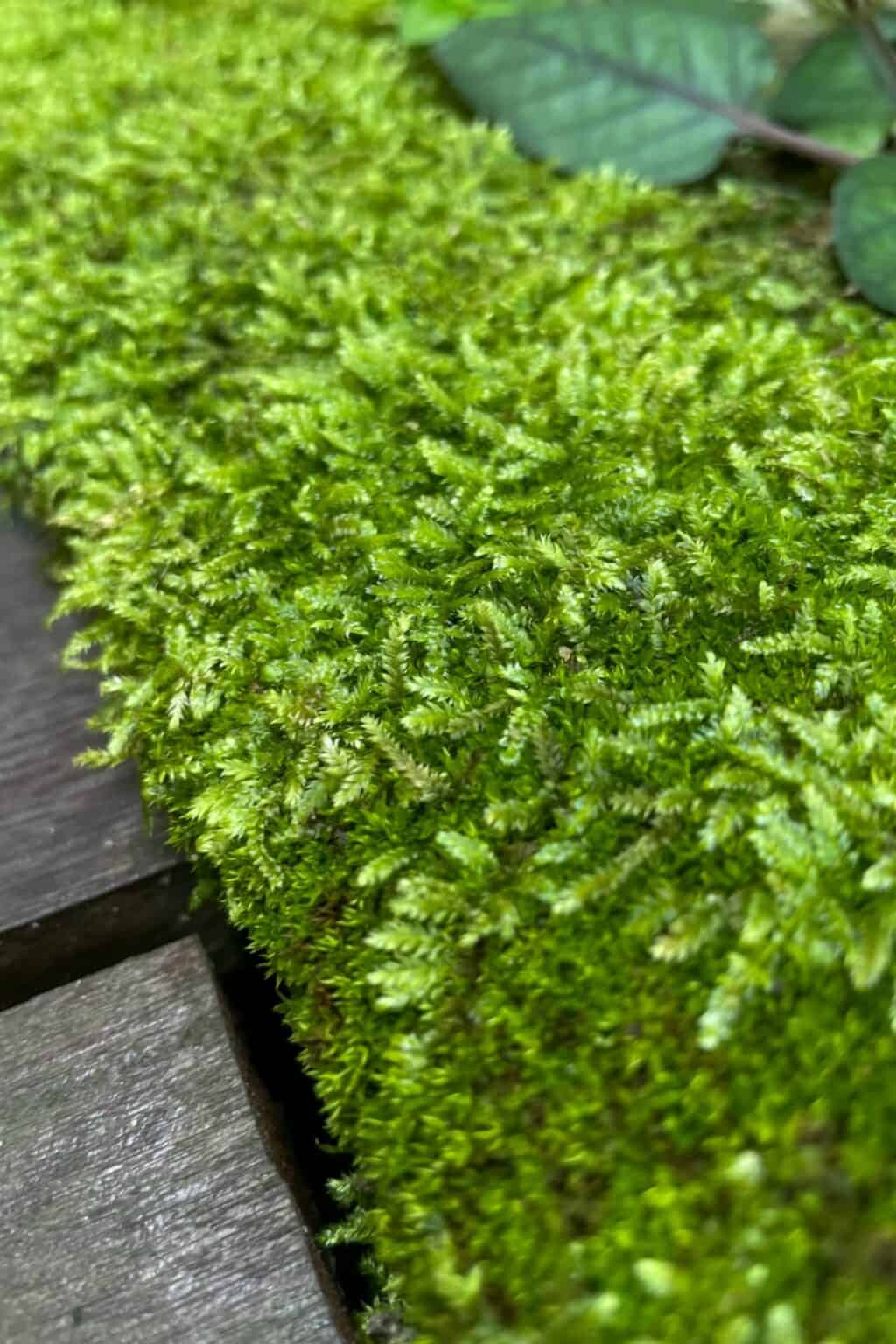 How to Grow Hypnum Moss (Hypnum cupressiforme)