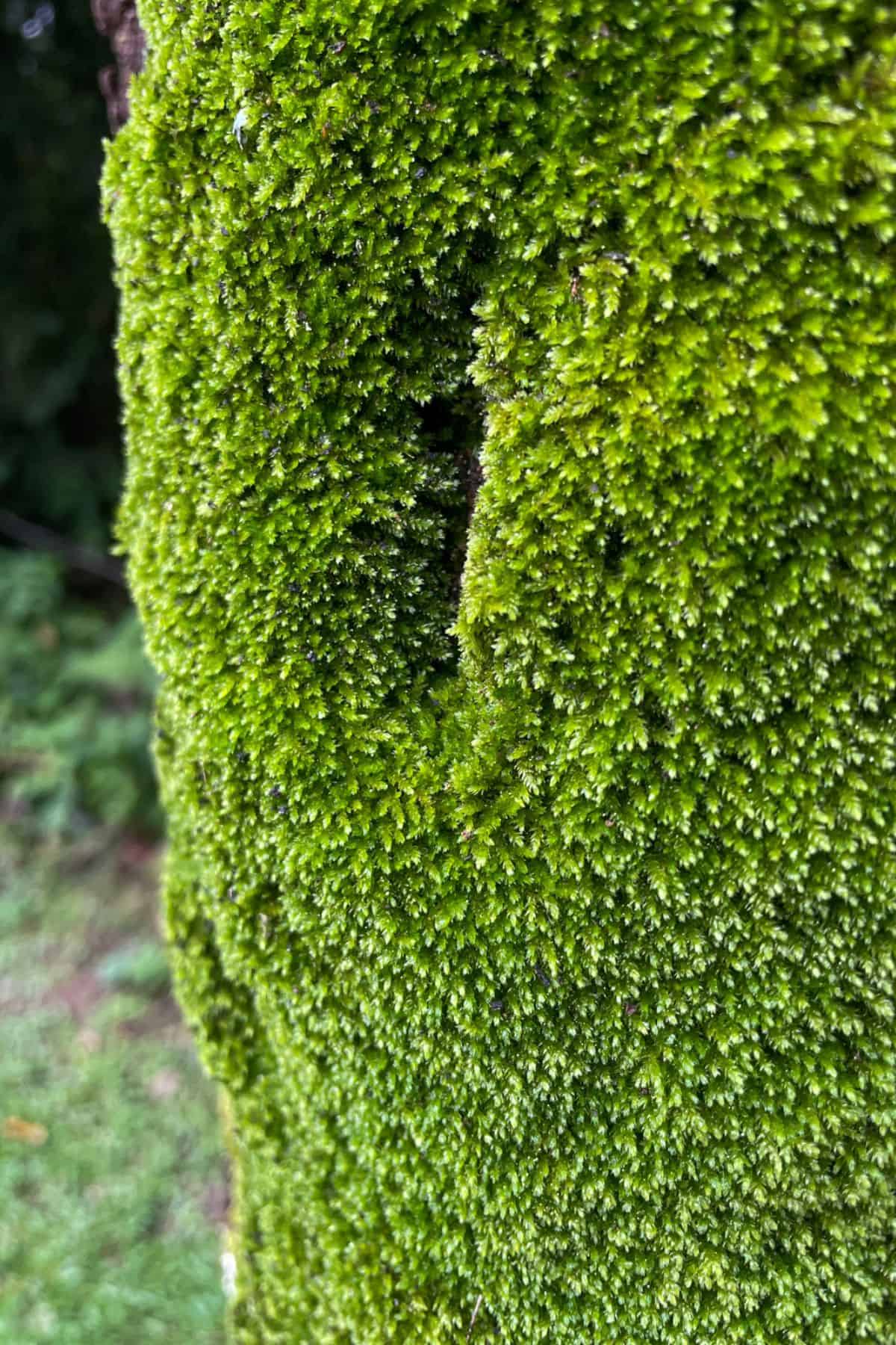 Preserved Sheet Moss (Hypnum curvifolium)