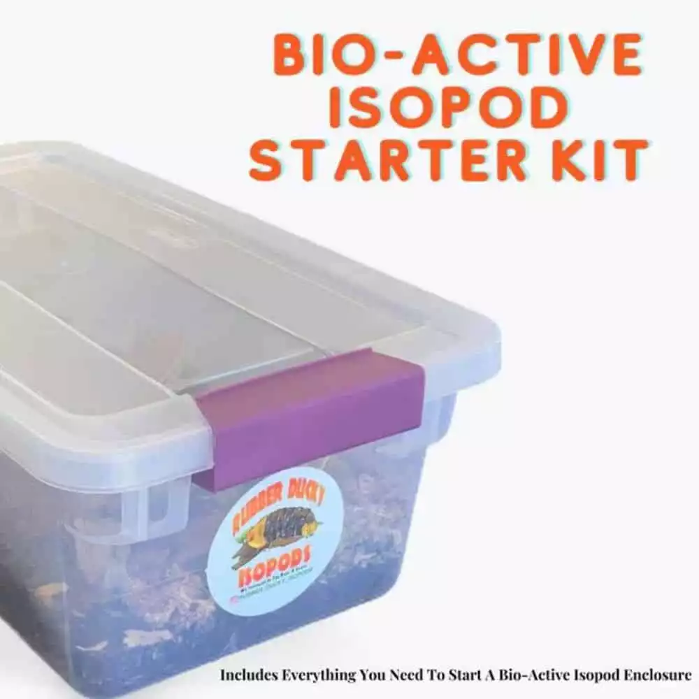 Bio-Active Isopod Soil Starter Kit - Complete With Dalmatian Isopods