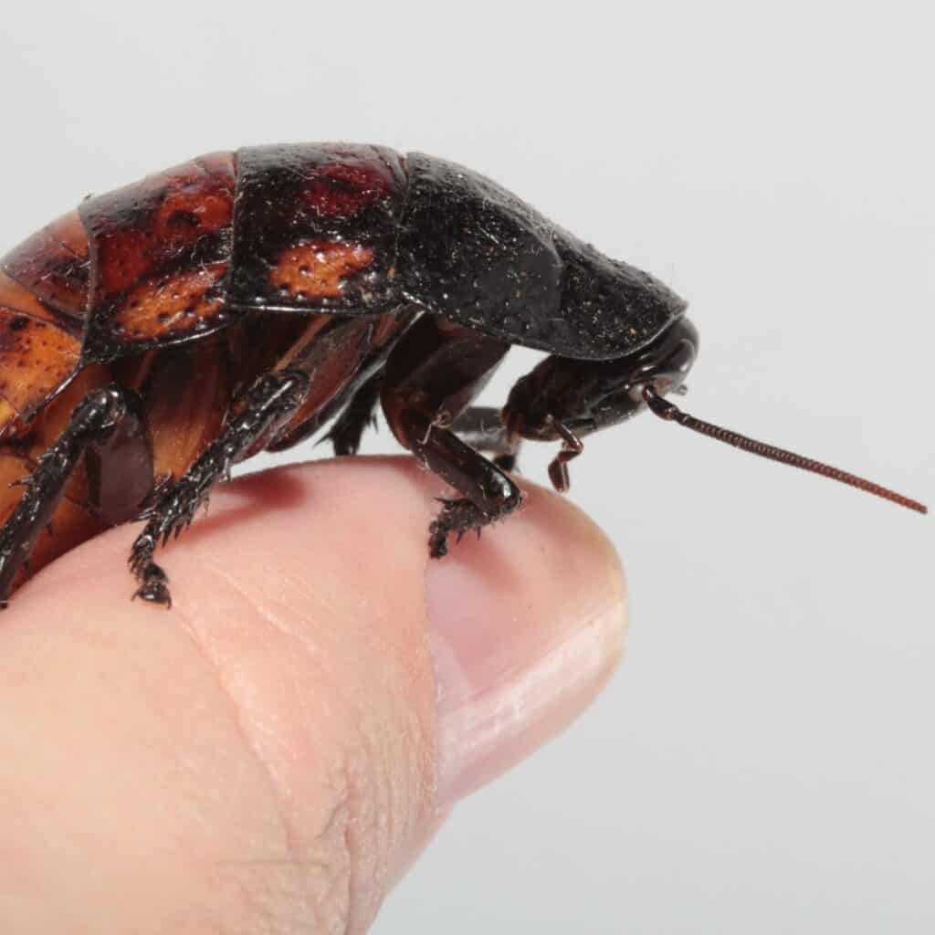 8 Exotic Insect & Bug Pets (Perfect for Terrariums)