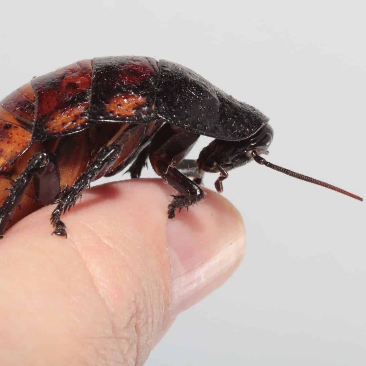 Madagascar hissing cockroach on a hand