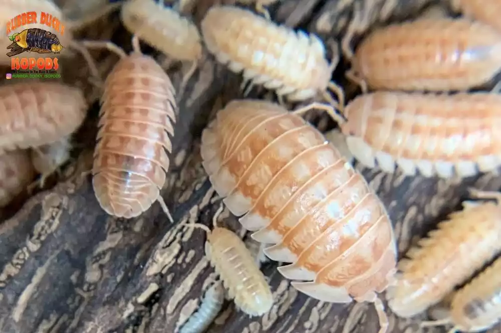 Peach Isopods (Armadillidium nasatum) 10-25 Count