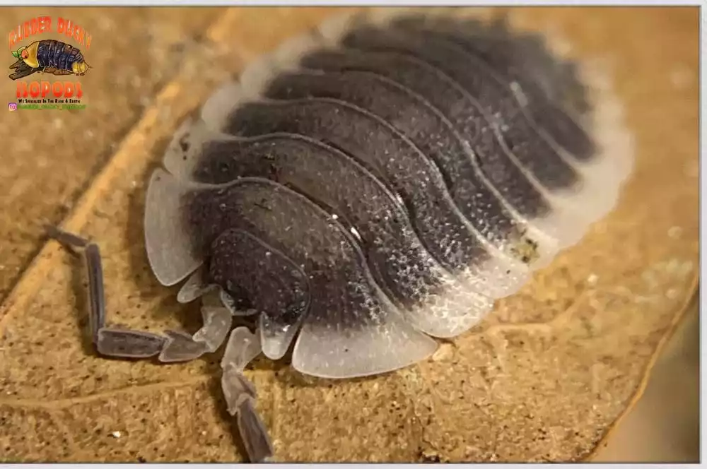 "Werneri" Isopods (Giant Porcellio) 10 Count