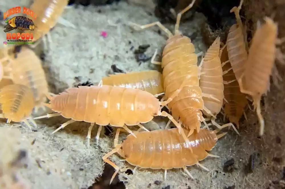 Powder Orange Isopods (Porcellionides pruinosus) Care Guide