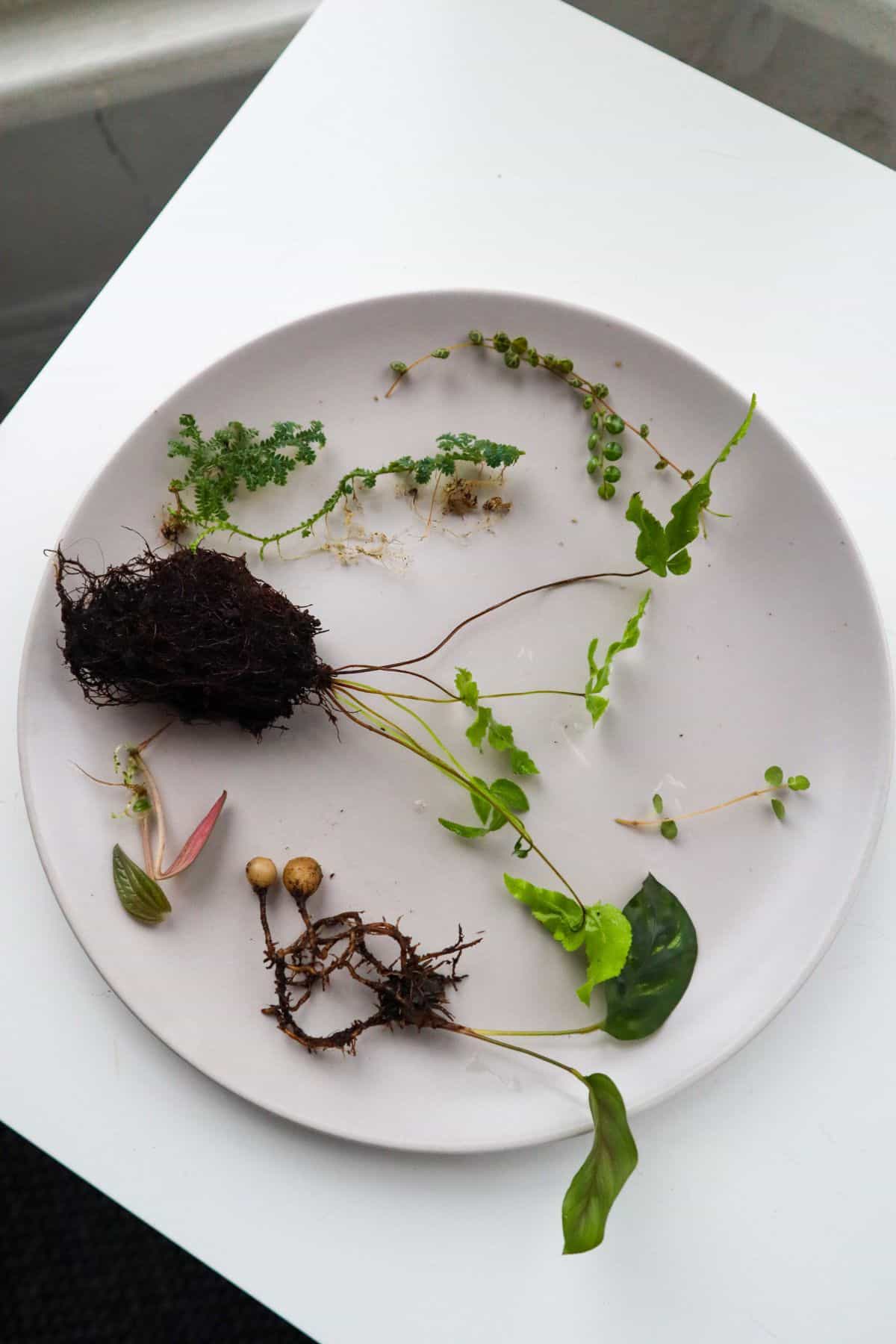 Plate with small terrarium plant cuttings on