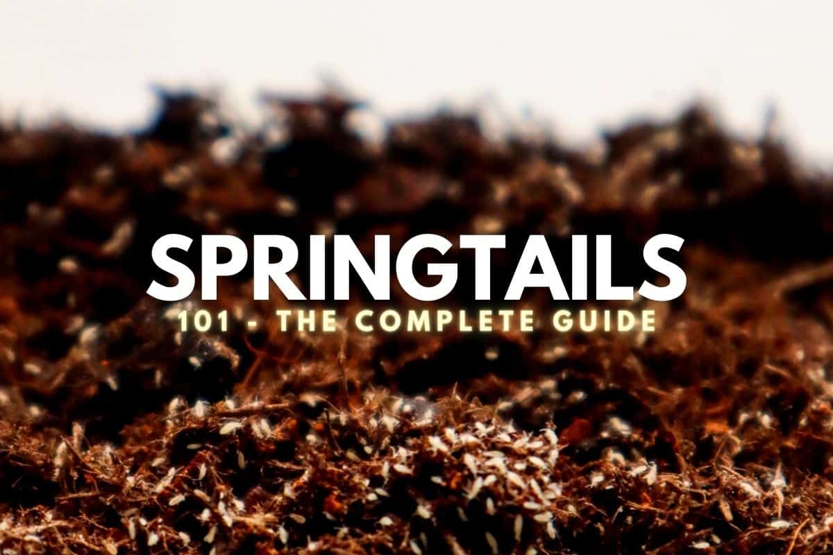 A Complete Springtail Collembola Care Guide