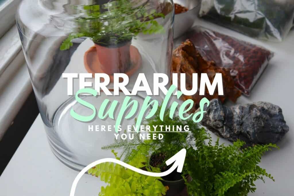 Essential Terrarium Supplies for DIY Projects (+ Examples) Terrarium