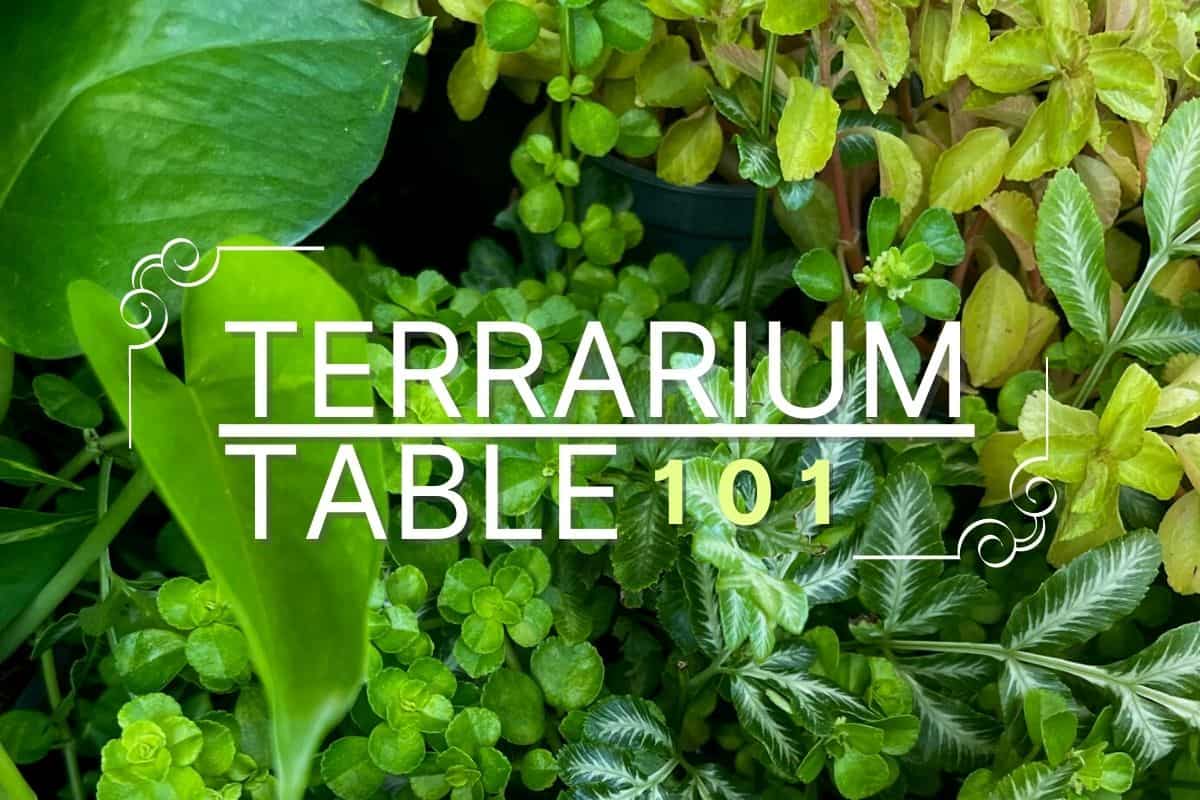 A terrarium at your table