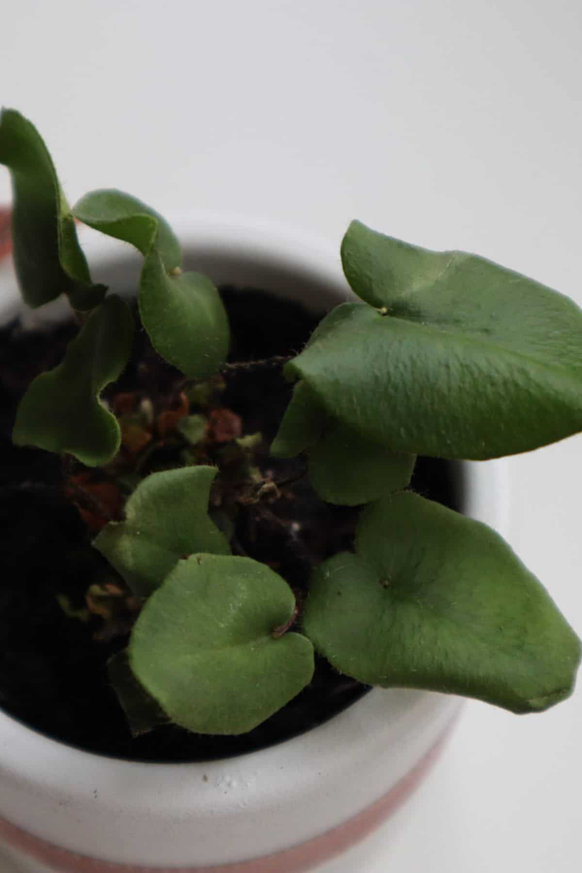 small heart leaf fern with crispy leaves