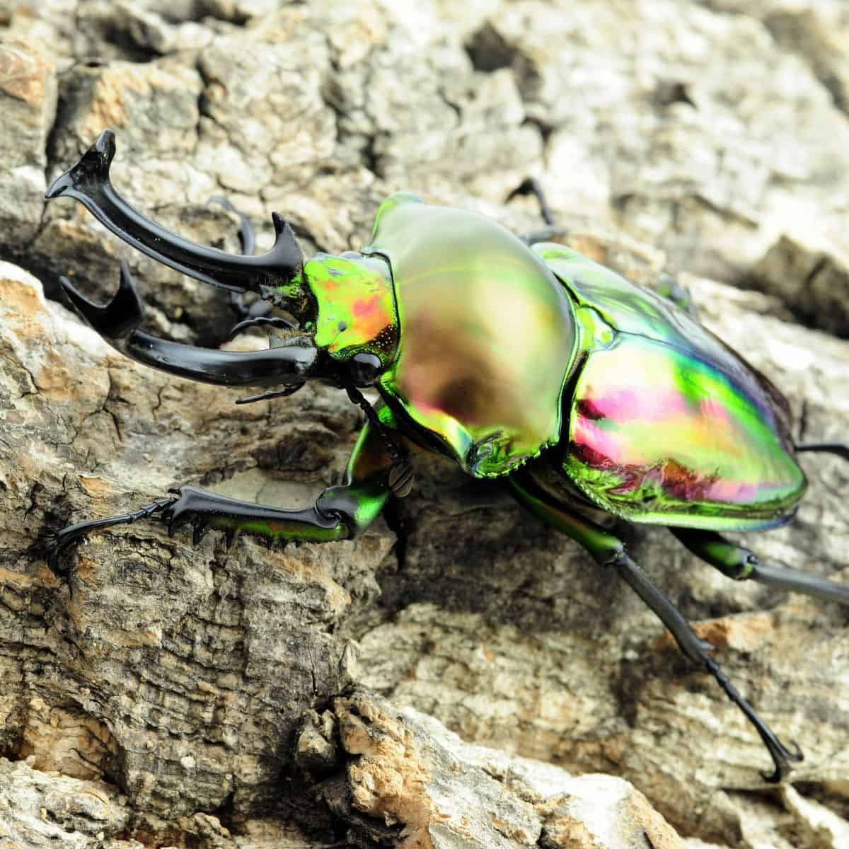 Emerald rainbow stag beetle