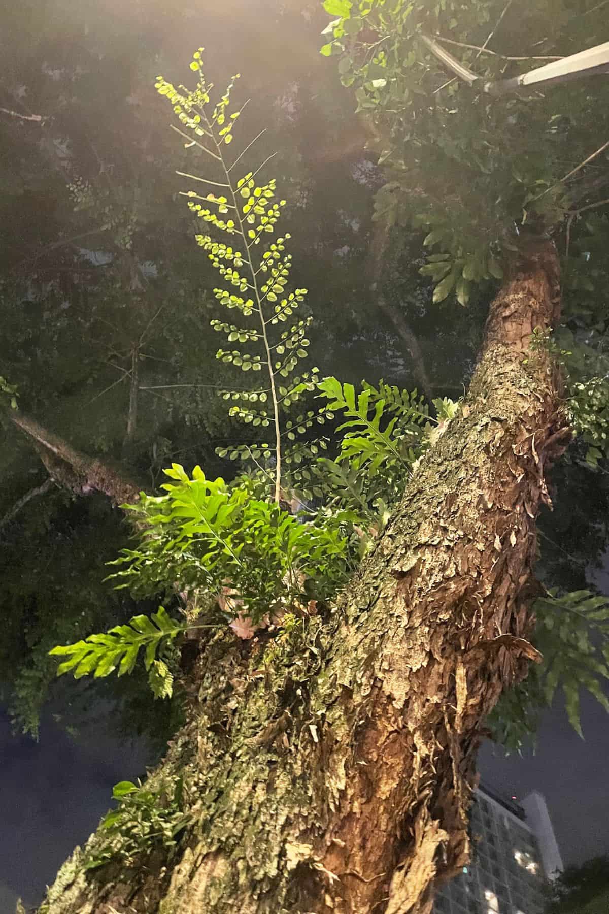 several epiphytic ferns in a tree at night time