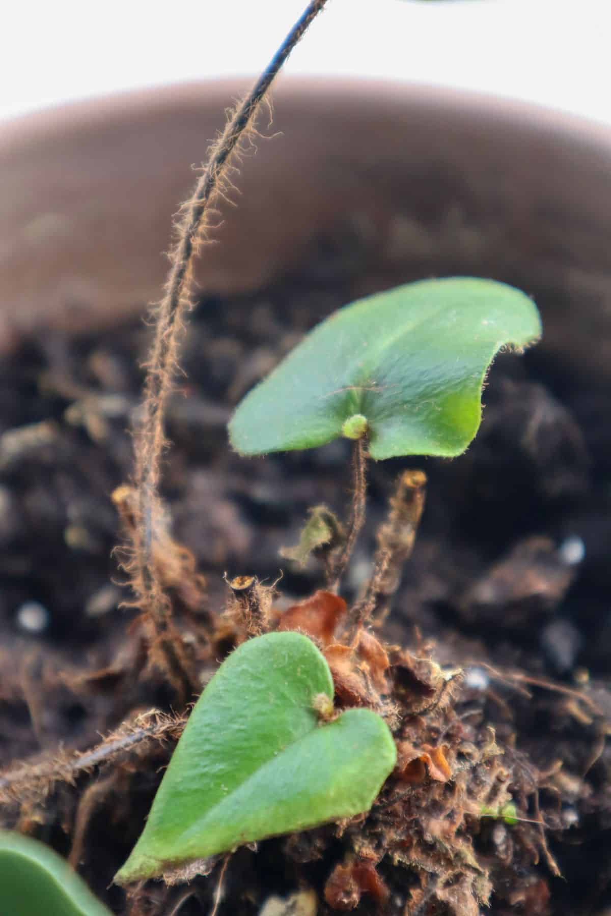 base of heart leaf fern plant showing new growth 