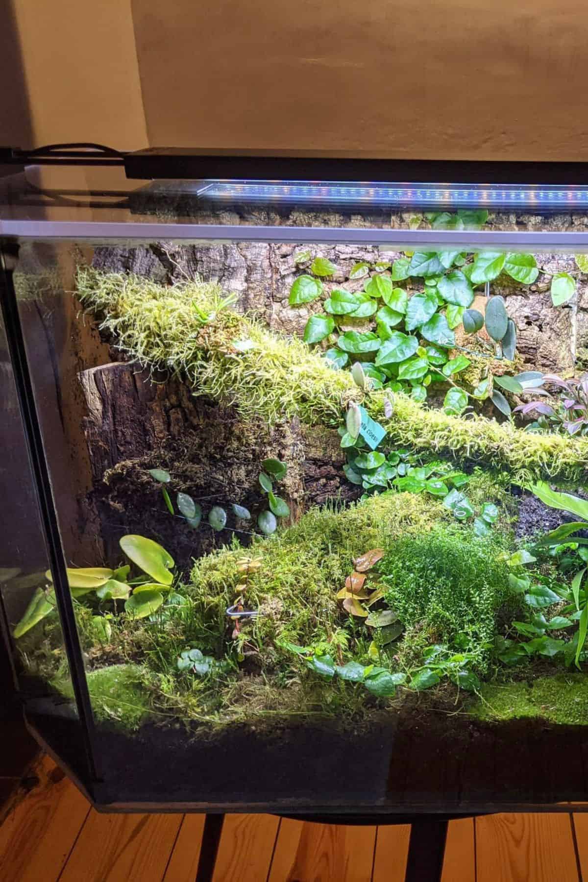 heart leaf fern in tank terrarium with other plant and moss