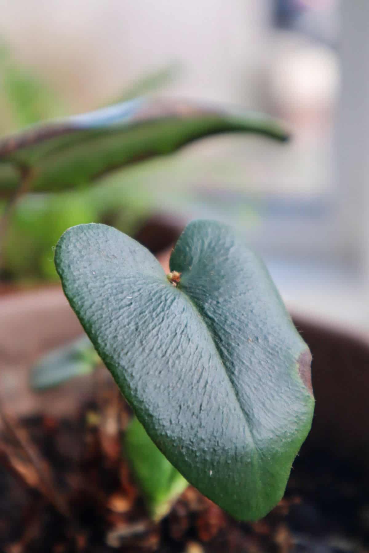 heart leaf fern up close