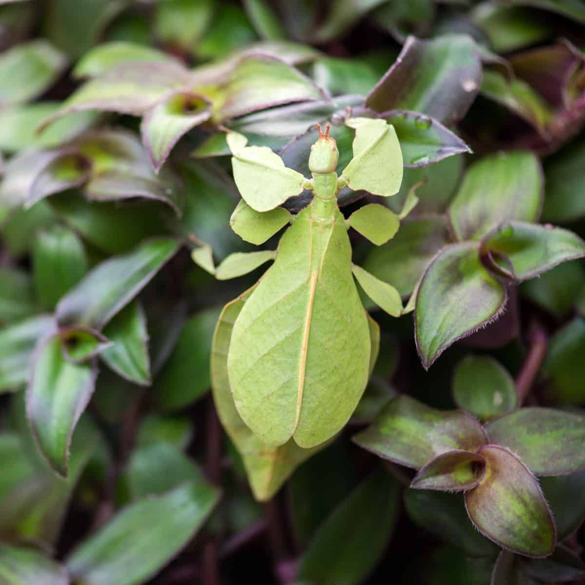 Leaf bug on a branch