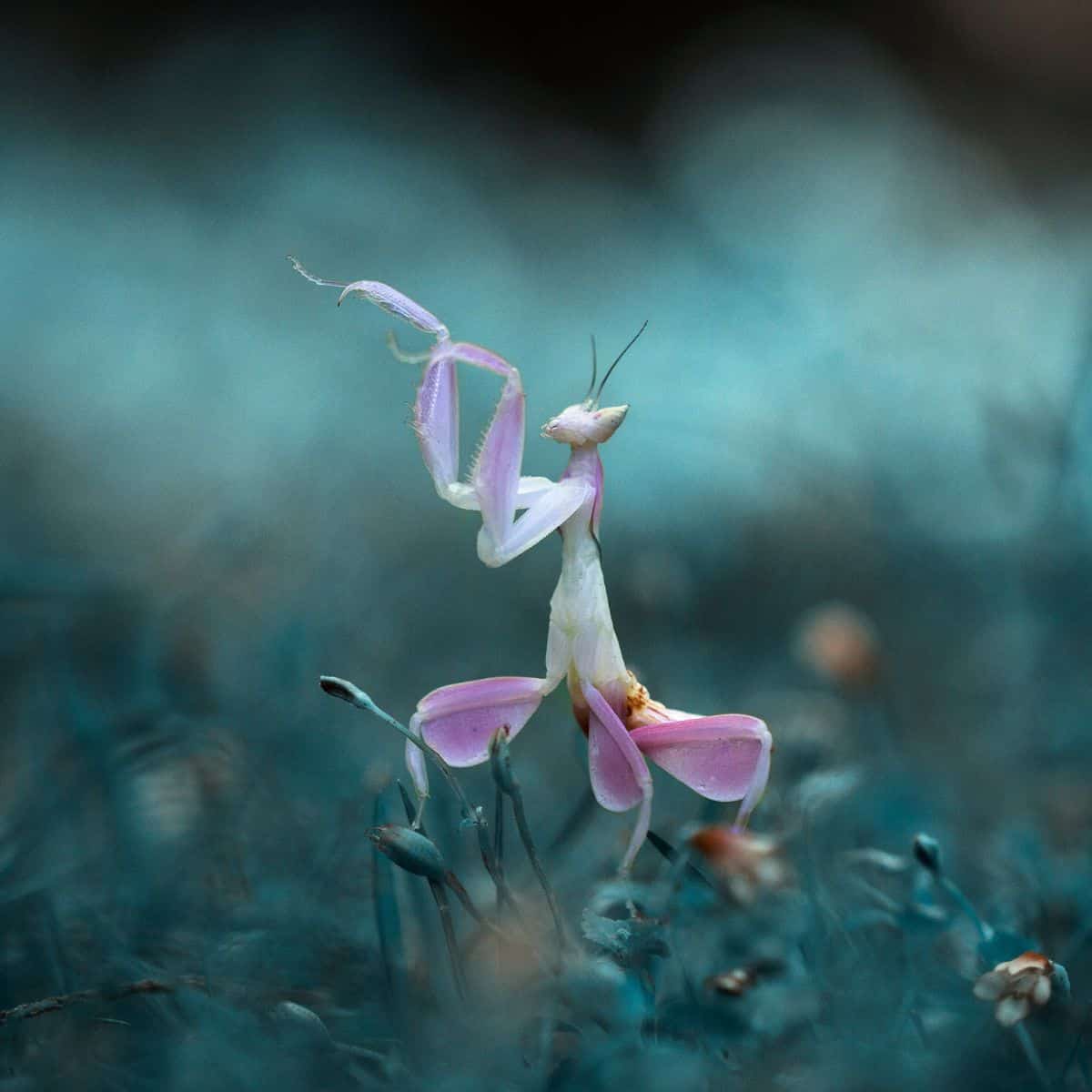 Orchid mantis in grass