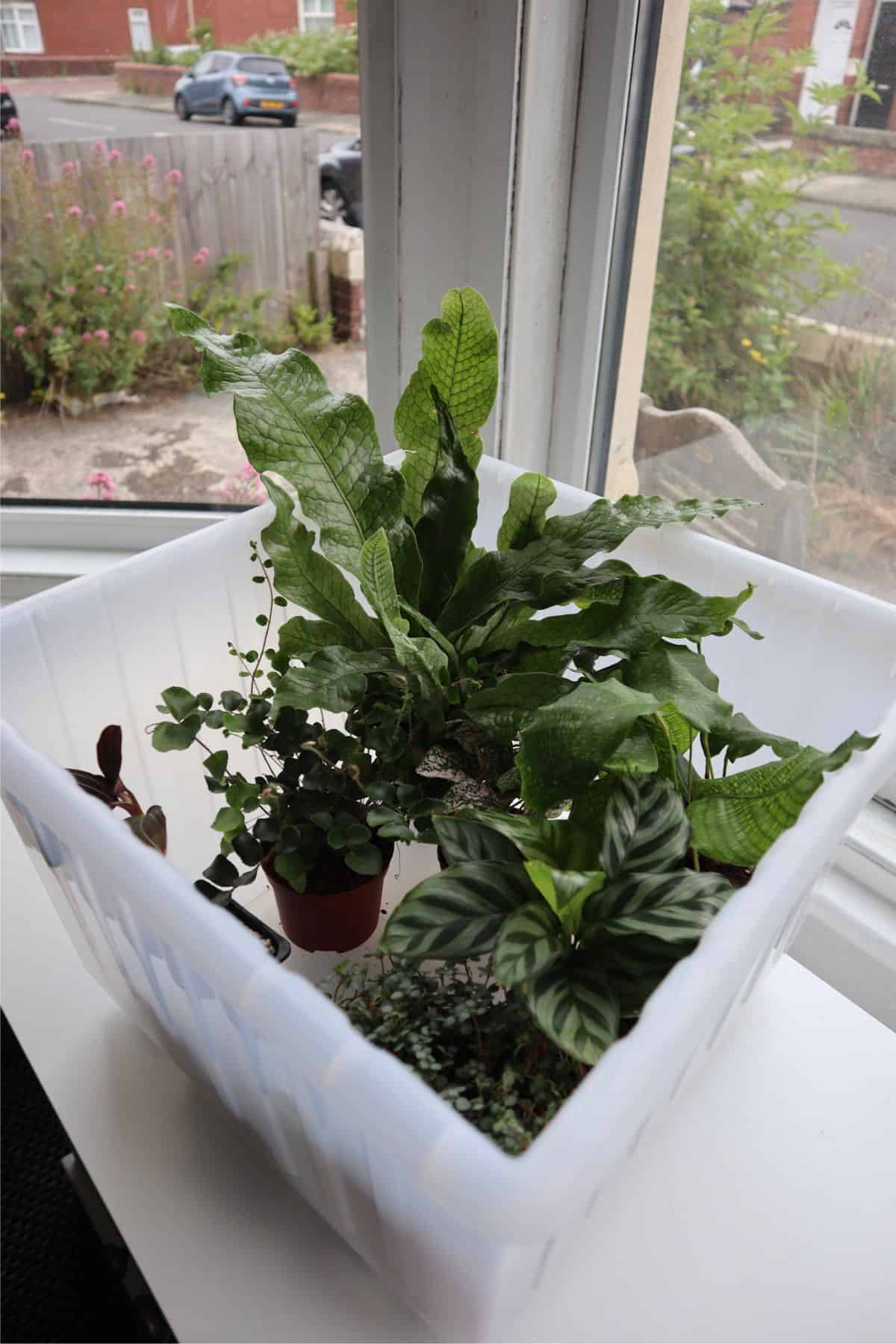 plastic box with ferns and tropical plants inside