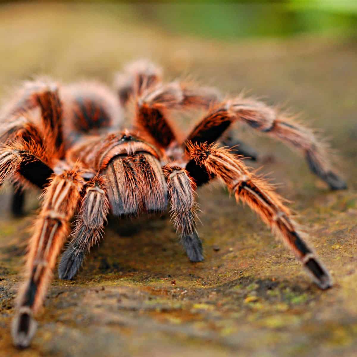 Red tarantula