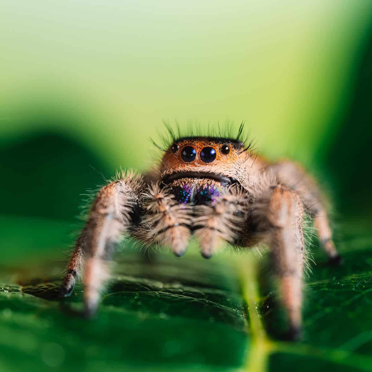 Regal jumping spider on a leaf