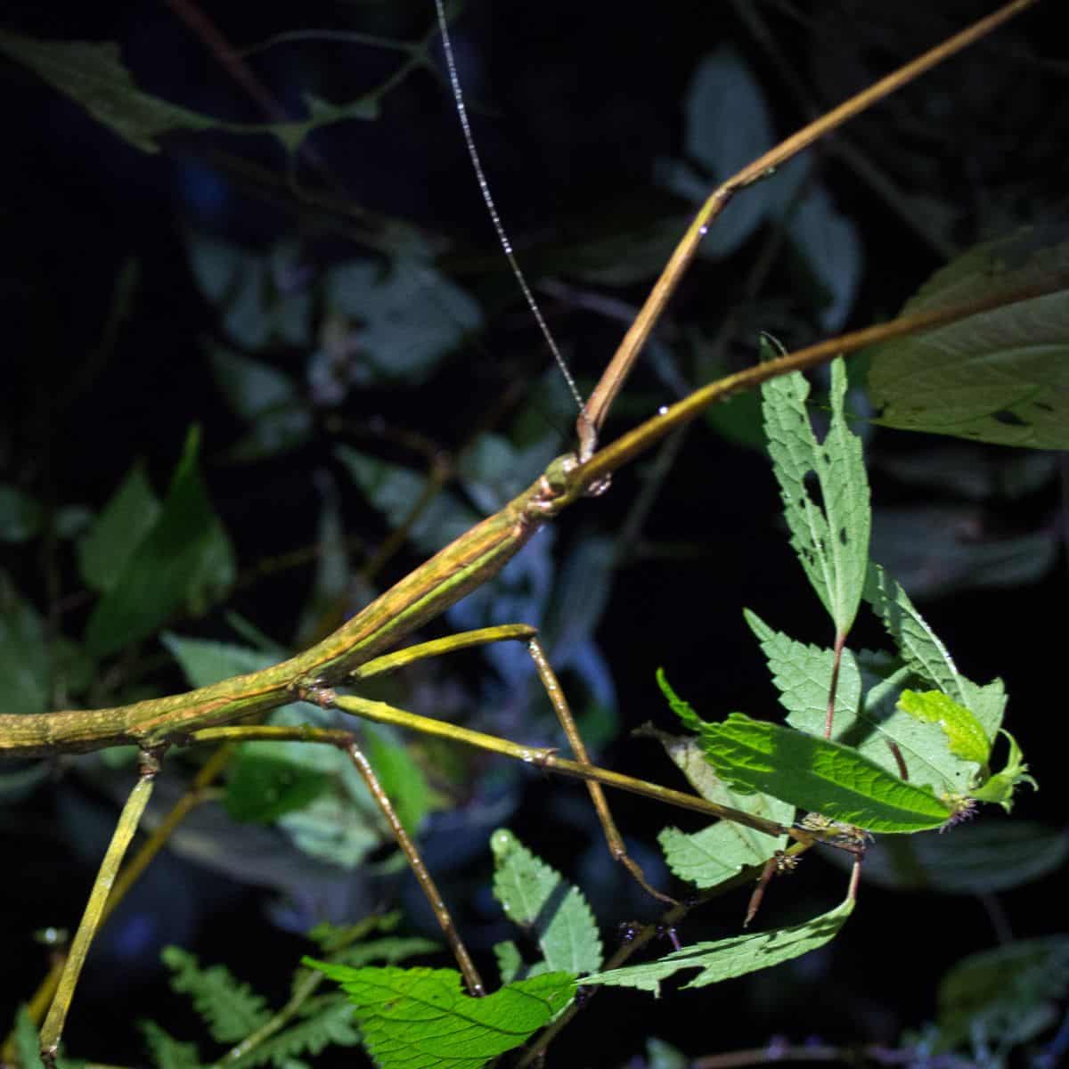 Stick insect on a branch