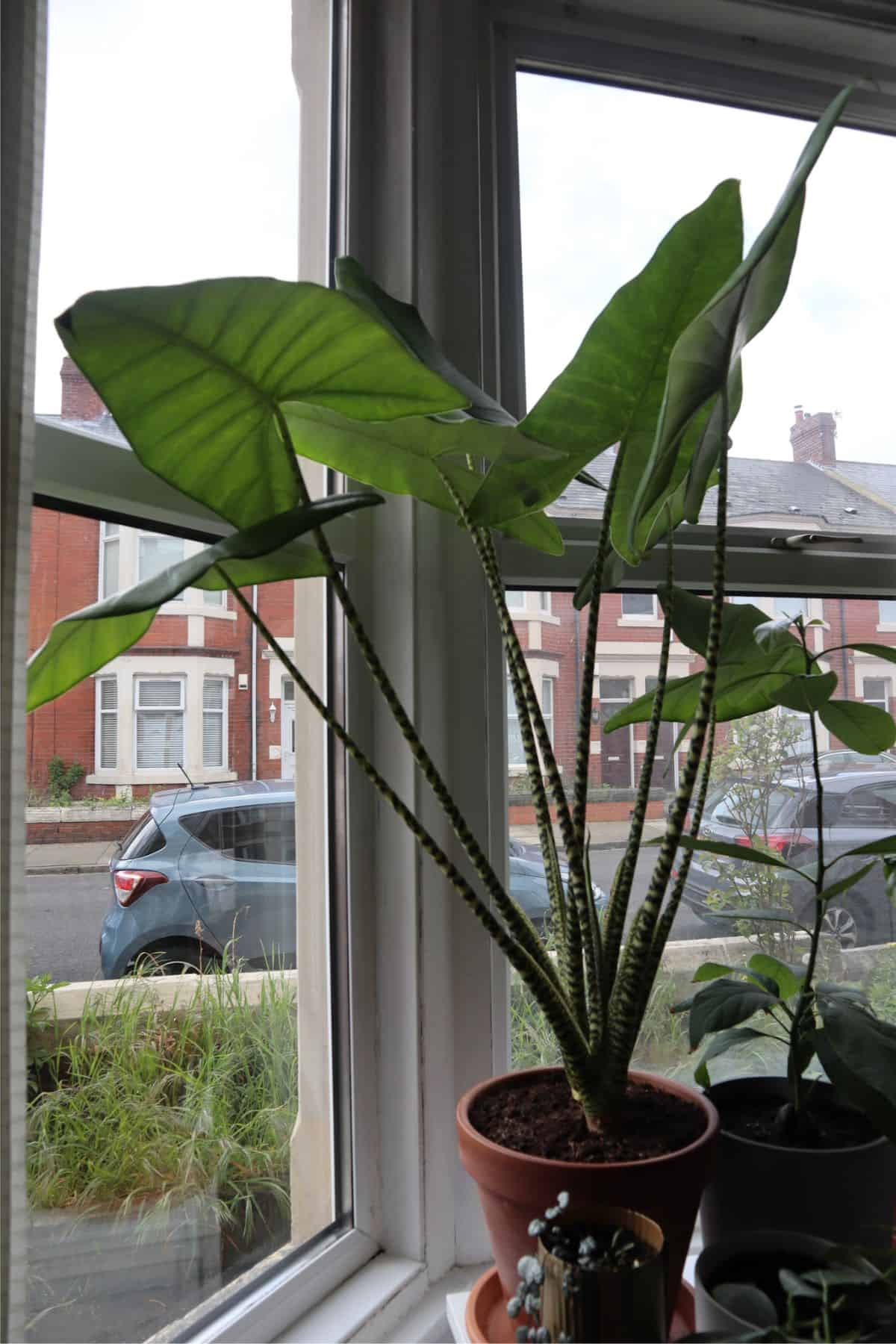 Alocasia zebrina in window