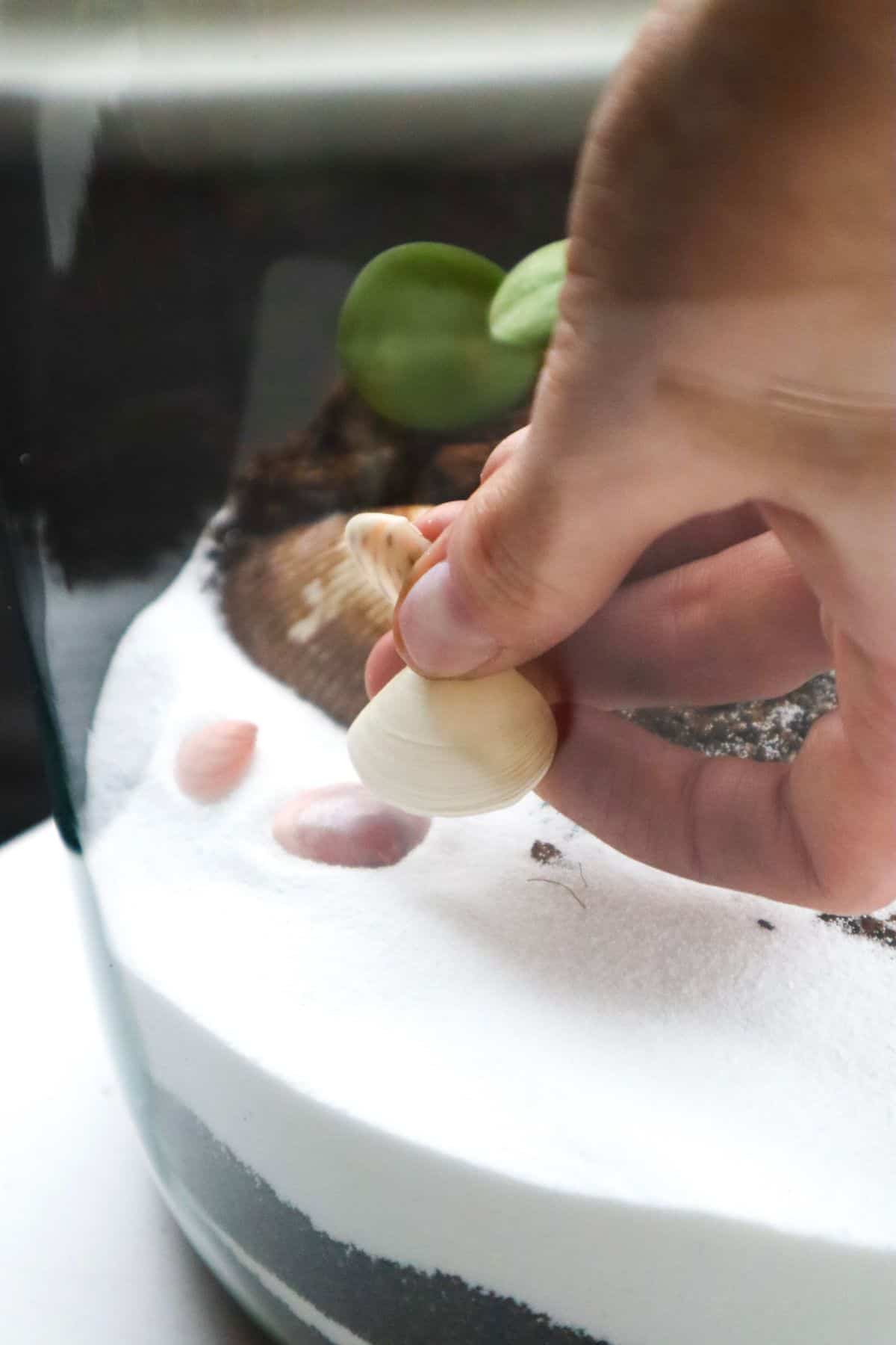 Placing shells in beach themed terrarium