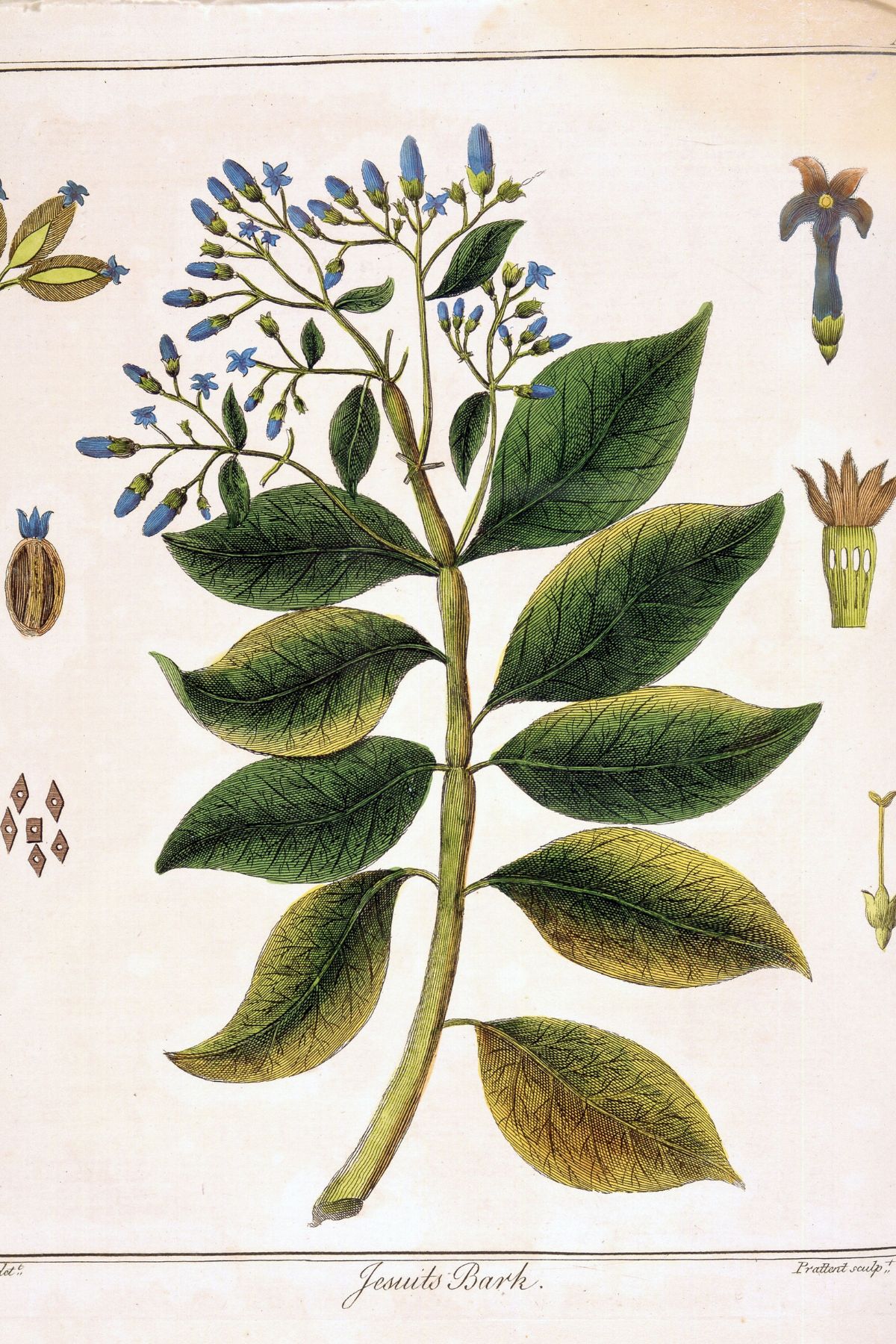 Cinchona plant drawing