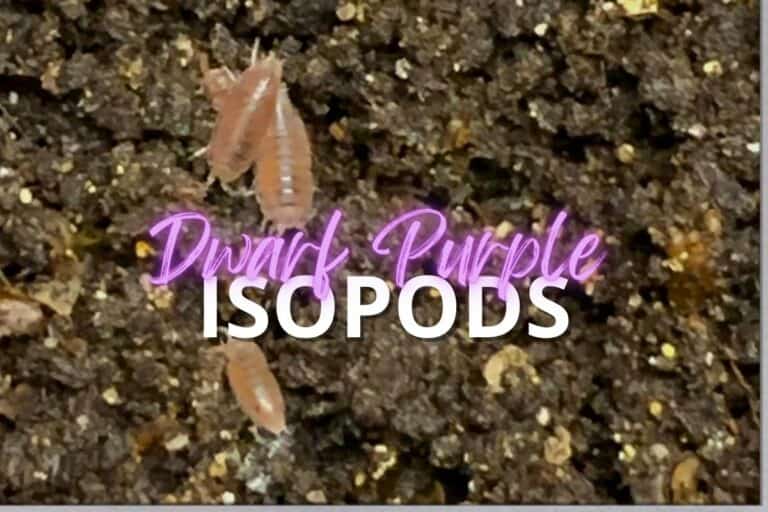 Dwarf Purple Isopods