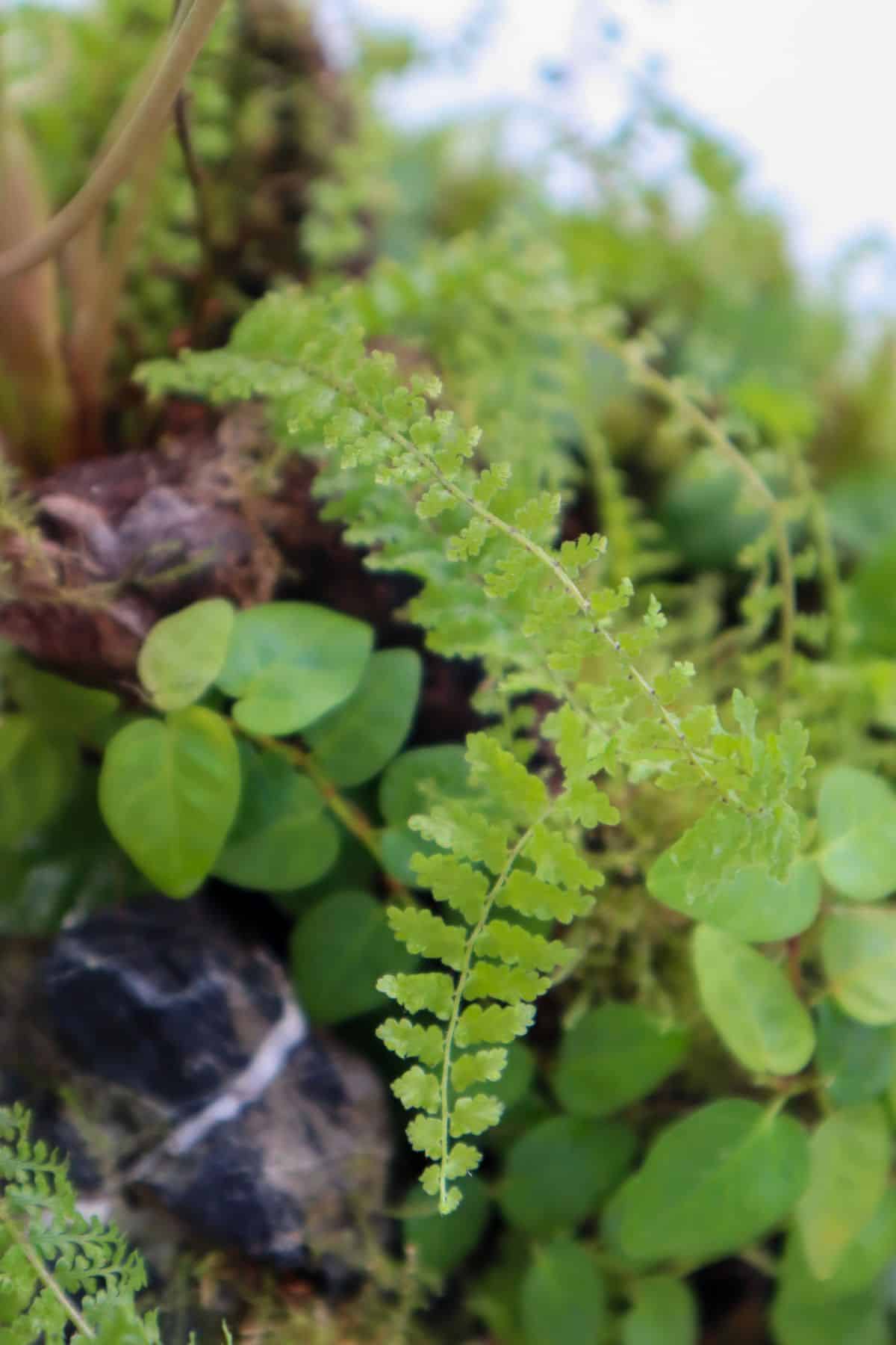 Overgrown ferns and vines in closed terrarium