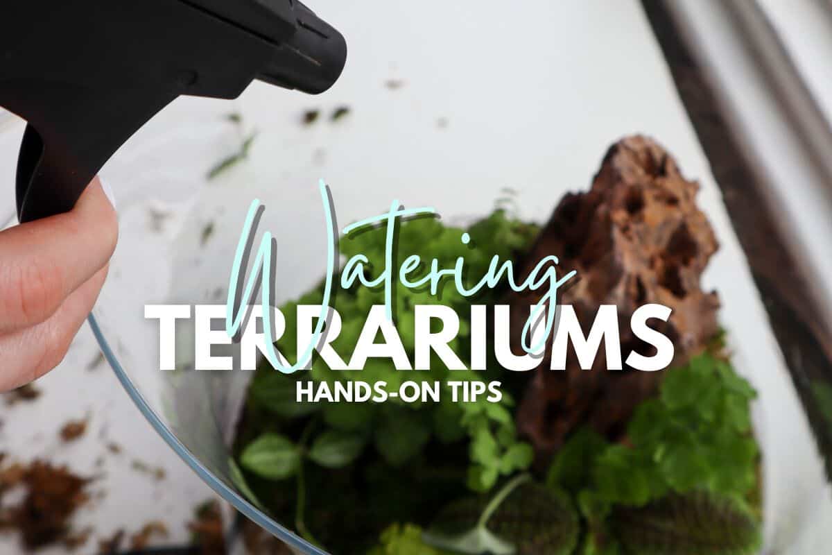 How to Water a Closed Terrarium – Tropical Glass