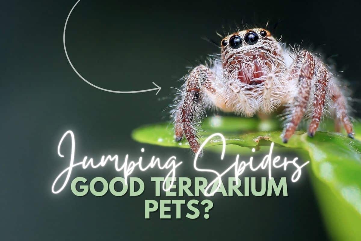 Rafiki the Jumping Spider – Home