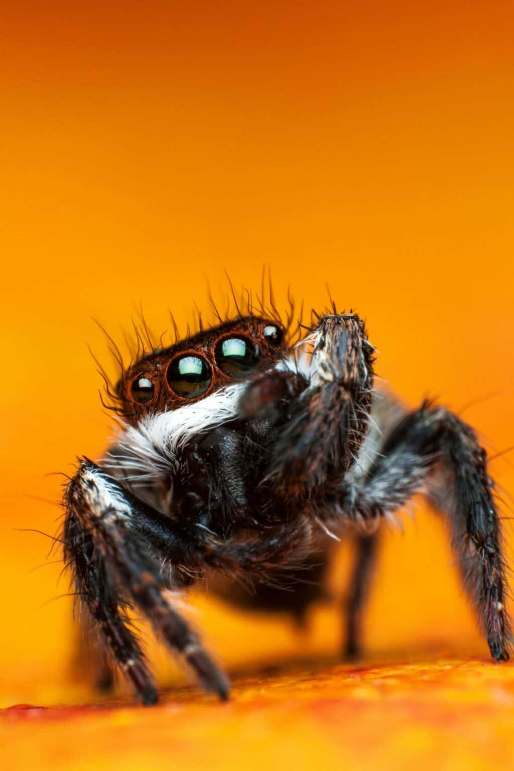 Jumping Spider Pets A Unique and Fun Terrarium Option?